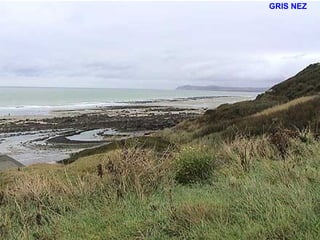 GRIS NEZ 