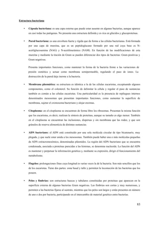 Estructura bacteriana
• Cápsula bacteriana: es una capa externa que puede estar ausente en algunas bacterias, aunque aparece
en casi todas las patógenas. No presenta una estructura definida y es rica en glúcidos y glucoproteínas.
• Pared bacteriana: es una envoltura fuerte y rígida que da forma a las células bacterianas. Está formada
por una capa de mureína, que es un peptidoglucano formado por una red cuya base es N-
acetilglucosamina (NAG) y N-acetilmurámico (NAM). En función de las modificaciones de esta
mureína y mediante la tinción de Gram se pueden diferenciar dos tipos de bacterias: Gram positivas y
Gram negativas.
Presenta importantes funciones, como mantener la forma de la bacteria frente a las variaciones de
presión osmótica y actuar como membrana semipermeable, regulando el paso de iones. La
destrucción de la pared deja inerme a la bacteria.
• Membrana plasmática: su estructura es idéntica a la de las células eucariotas, exceptuando algunos
componentes, como el colesterol. Su función de delimitar la célula y regular el paso de sustancias
también es común a las células eucariotas. Una particularidad es la presencia de repliegues internos
denominados mesosomas que presentan importantes funciones, como aumentar la superficie de
membrana, sujetar el cromosoma bacteriano y alojar enzimas.
• Citoplasma: en el citoplasma se encuentran de forma libre los ribosomas. Presentan la misma función
que los eucariotas, es decir, realizan la síntesis de proteínas, aunque su tamaño es algo menor. También
en el citoplasma se encuentran las inclusiones, dispersas y sin membrana que las rodee, y que son
gránulos de reserva alimenticia de distintas sustancias.
• ADN bacteriano: el ADN está constituido por una sola molécula circular de tipo bicatenario, muy
plegada, y que suele estar unida a los mesosomas. También puede haber una o más moléculas pequeñas
de ADN extracromosómico, denominadas plásmidos. La región del ADN bacteriano que se encuentra
condensada, asociada a proteínas parecidas a las histonas, se denomina nucleoide. La función del ADN
es mantener y perpetuar la información genética y, mediante su expresión, dirigir el funcionamiento del
metabolismo.
• Flagelos: prolongaciones finas cuya longitud es varias veces la de la bacteria. Son más sencillos que los
de los eucariotas. Tiene dos partes: zona basal y tallo y permiten la locomoción de las bacterias que los
poseen.
• Pelos y fimbrias: son estructuras huecas y tubulares constituidas por proteínas que aparecen en la
superficie externa de algunas bacterias Gram negativas. Las fimbrias son cortas y muy numerosas, y
permiten a las bacterias fijarse al sustrato, mientras que los pelos son largos y están presentes en número
de uno o dos por bacteria, participando en el intercambio de material genético entre bacterias.
83
 