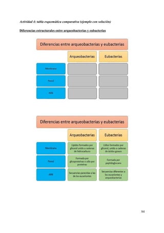 Actividad 4: tabla esquemática comparativa (ejemplo con solución)
Diferencias estructurales entre arqueobacterias y eubacterias
84
 