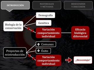 Variabilidad interindividual en el movimiento de quebrantahuesos pre ...