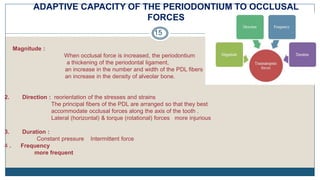 ADAPTIVE CAPACITY OF THE PERIODONTIUM TO OCCLUSAL
FORCES
15
Magnitude :
When occlusal force is increased, the periodontium
a thickening of the periodontal ligament,
an increase in the number and width of the PDL fibers
an increase in the density of alveolar bone.
2. Direction : reorientation of the stresses and strains
The principal fibers of the PDL are arranged so that they best
accommodate occlusal forces along the axis of the tooth .
Lateral (horizontal) & torque (rotational) forces more injurious
3. Duration :
Constant pressure Intermittent force
4 . Frequency
more frequent
 