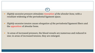19
 Slightly excessive pressure stimulates resorption of the alveolar bone, with a
resultant widening of the periodontal ligament space.
 Slightly excessive tension causes elongation of the periodontal ligament fibers and
the apposition of alveolar bone.
 In areas of increased pressure, the blood vessels are numerous and reduced in
size; in areas of increased tension, they are enlarged.
 
