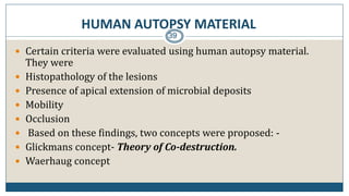 HUMAN AUTOPSY MATERIAL
39
 Certain criteria were evaluated using human autopsy material.
They were
 Histopathology of the lesions
 Presence of apical extension of microbial deposits
 Mobility
 Occlusion
 Based on these findings, two concepts were proposed: -
 Glickmans concept- Theory of Co-destruction.
 Waerhaug concept
 