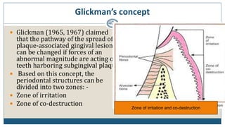 Glickman’s concept
40
 Glickman (1965, 1967) claimed
that the pathway of the spread of a
plaque-associated gingival lesion
can be changed if forces of an
abnormal magnitude are acting on
teeth harboring subgingival plaque.
 Based on this concept, the
periodontal structures can be
divided into two zones: -
 Zone of irritation
 Zone of co-destruction
Zone of irritation and co-destruction
 