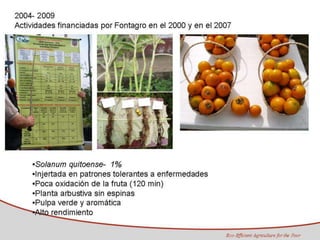 Programa de Frutas Tropicales-CIAT: Direcciones Estratégicas