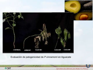 Programa de Frutas Tropicales-CIAT: Direcciones Estratégicas