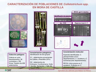 Programa de Frutas Tropicales-CIAT: Direcciones Estratégicas