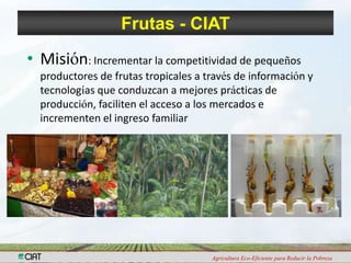 Programa de Frutas Tropicales-CIAT: Direcciones Estratégicas