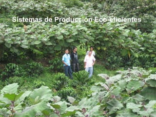 Programa de Frutas Tropicales-CIAT: Direcciones Estratégicas