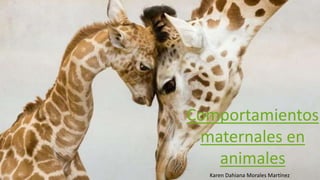 Comportamientos
maternales en
animales
Karen Dahiana Morales Martínez
 