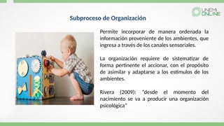 Subproceso de Organización
Permite incorporar de manera ordenada la
información proveniente de los ambientes, que
ingresa a través de los canales sensoriales.
La organización requiere de sistematizar de
forma pertinente el accionar, con el propósito
de asimilar y adaptarse a los estímulos de los
ambientes.
Rivera (2009): “desde el momento del
nacimiento se va a producir una organización
psicológica”
 