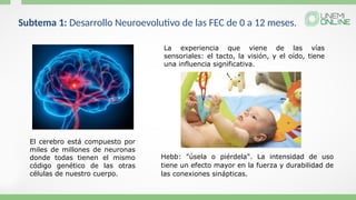 Subtema 1: Desarrollo Neuroevolutivo de las FEC de 0 a 12 meses.
El cerebro está compuesto por
miles de millones de neuronas
donde todas tienen el mismo
código genético de las otras
células de nuestro cuerpo.
La experiencia que viene de las vías
sensoriales: el tacto, la visión, y el oído, tiene
una influencia significativa.
Hebb: "úsela o piérdela". La intensidad de uso
tiene un efecto mayor en la fuerza y durabilidad de
las conexiones sinápticas.
 