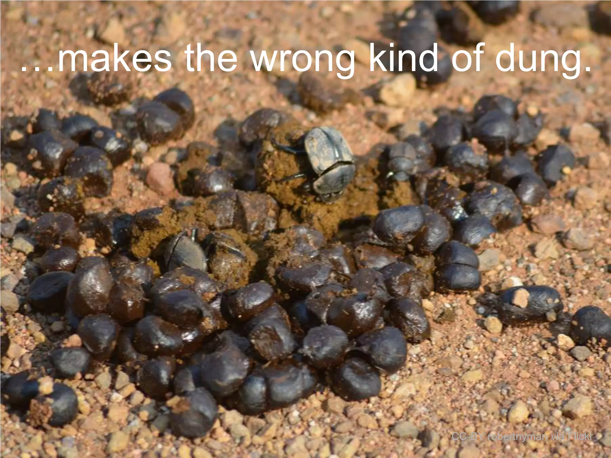 …makes the wrong kind of dung.

CC-BY robertnyman via Flickr

 