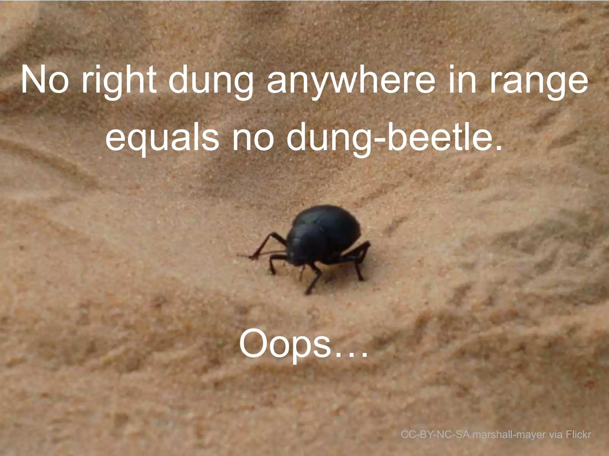 No right dung anywhere in range
equals no dung-beetle.

Oops…
CC-BY-NC-SA marshall-mayer via Flickr

 