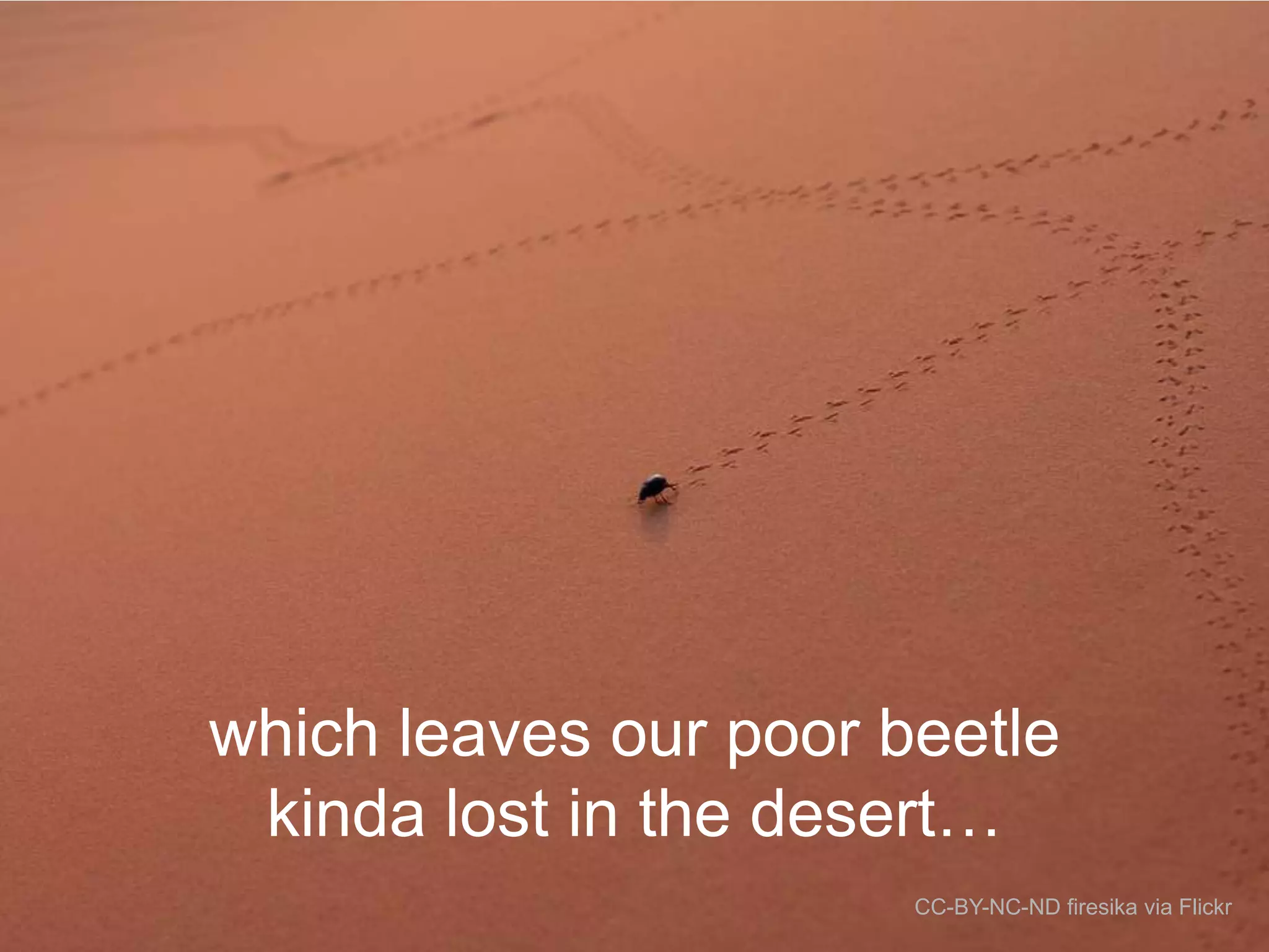 which leaves our poor beetle
kinda lost in the desert…
CC-BY-NC-ND firesika via Flickr

 