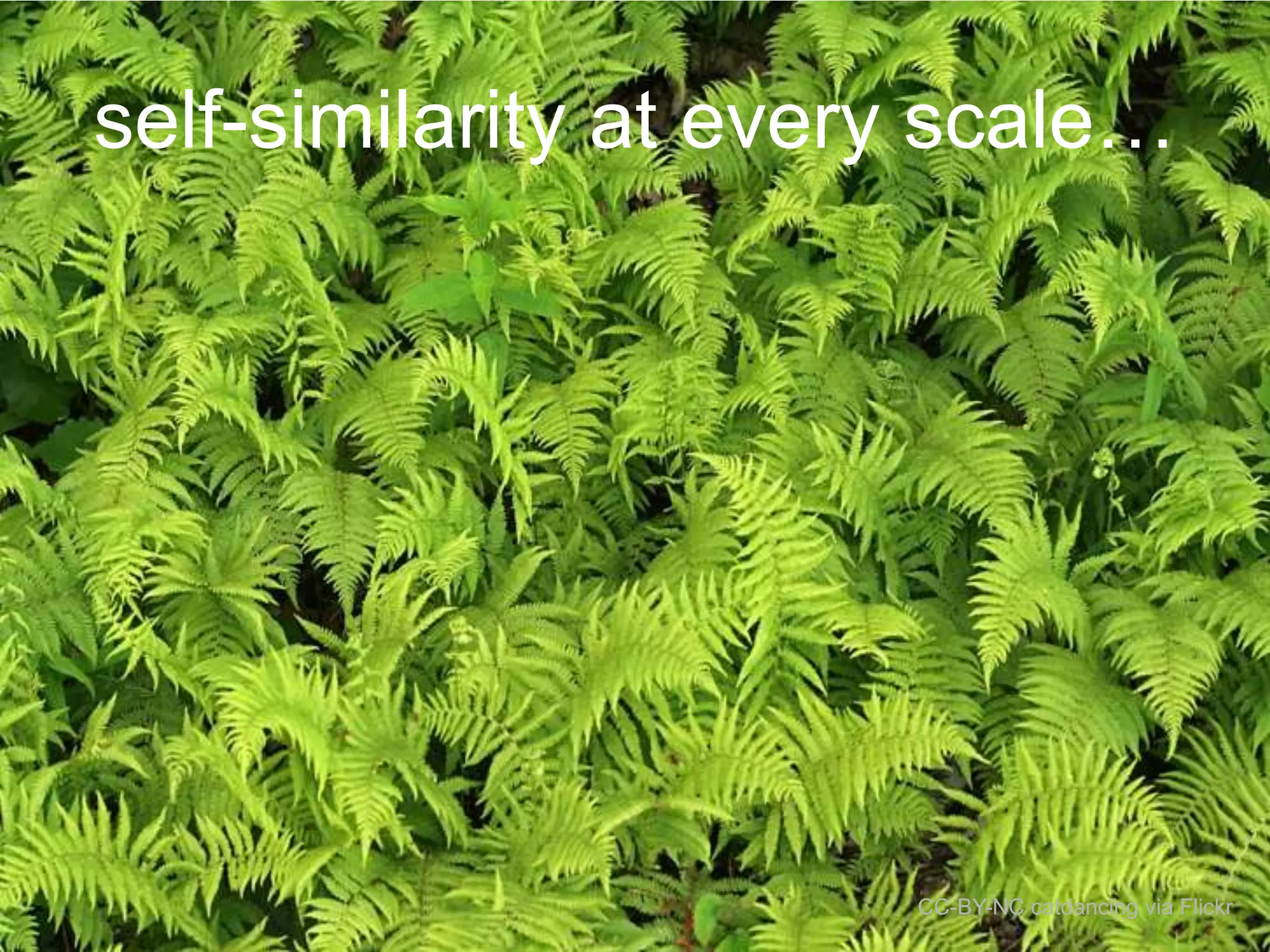 self-similarity at every scale…

CC-BY-NC catdancing via Flickr

 