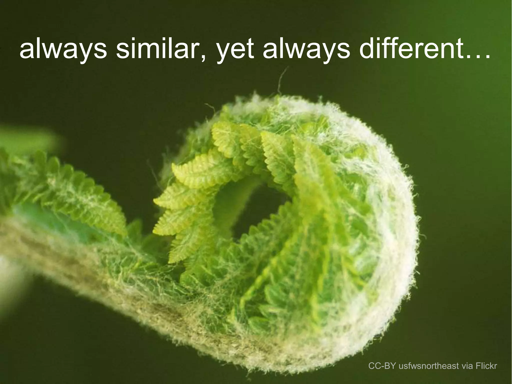 always similar, yet always different…

CC-BY usfwsnortheast via Flickr

 