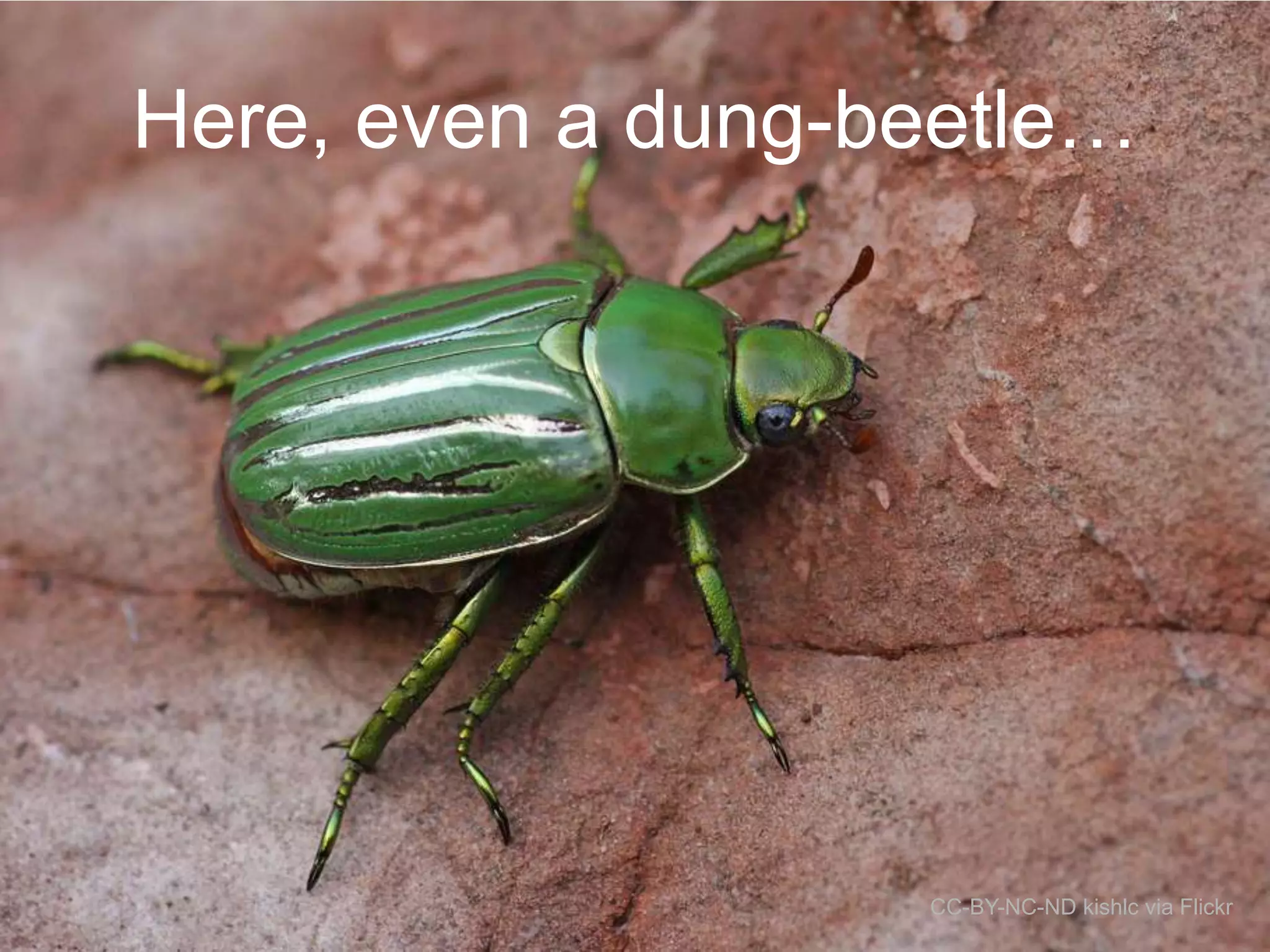 Here, even a dung-beetle…

CC-BY-NC-ND kishlc via Flickr

 