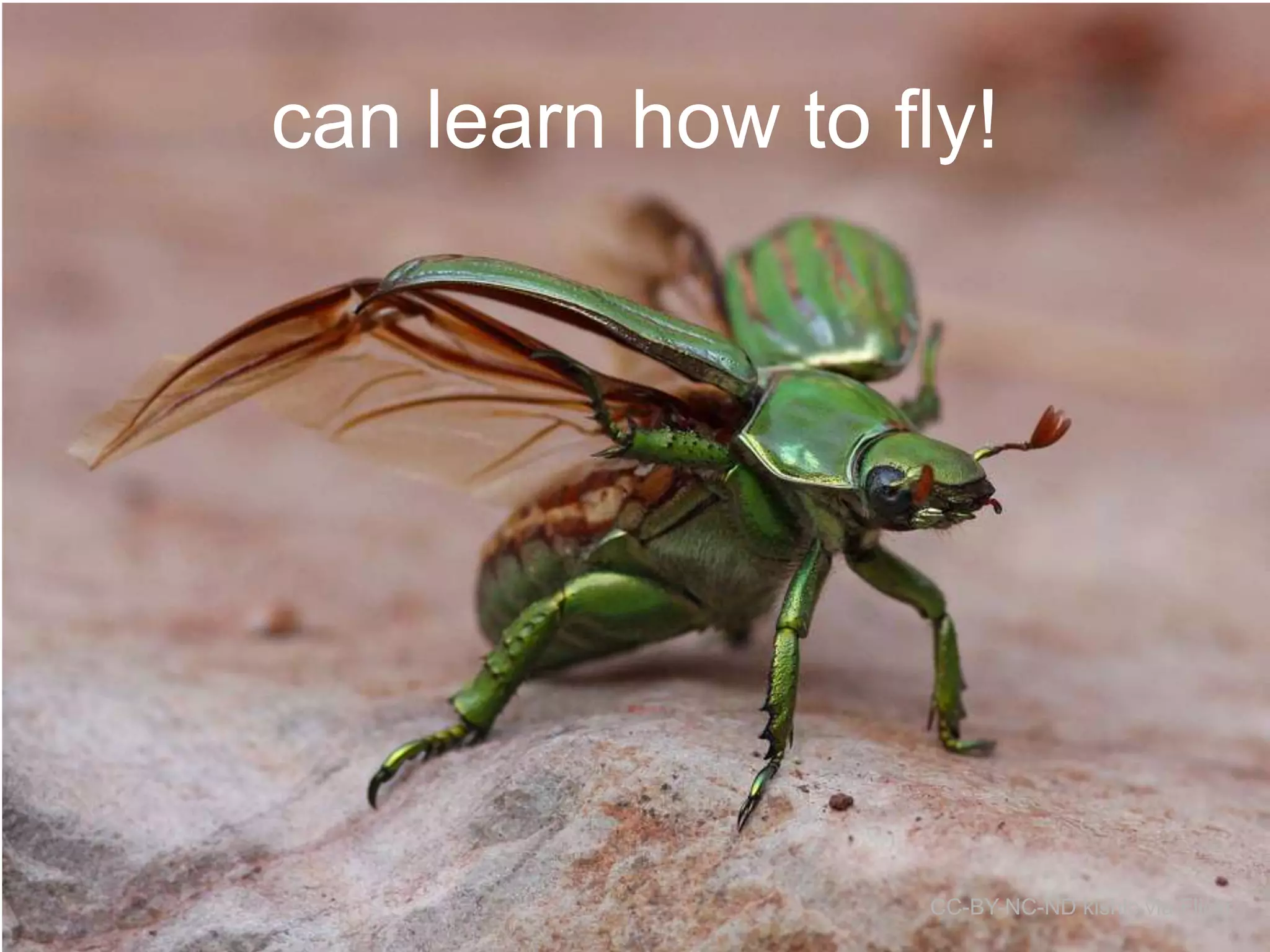 can learn how to fly!

CC-BY-NC-ND kishlc via Flickr

 
