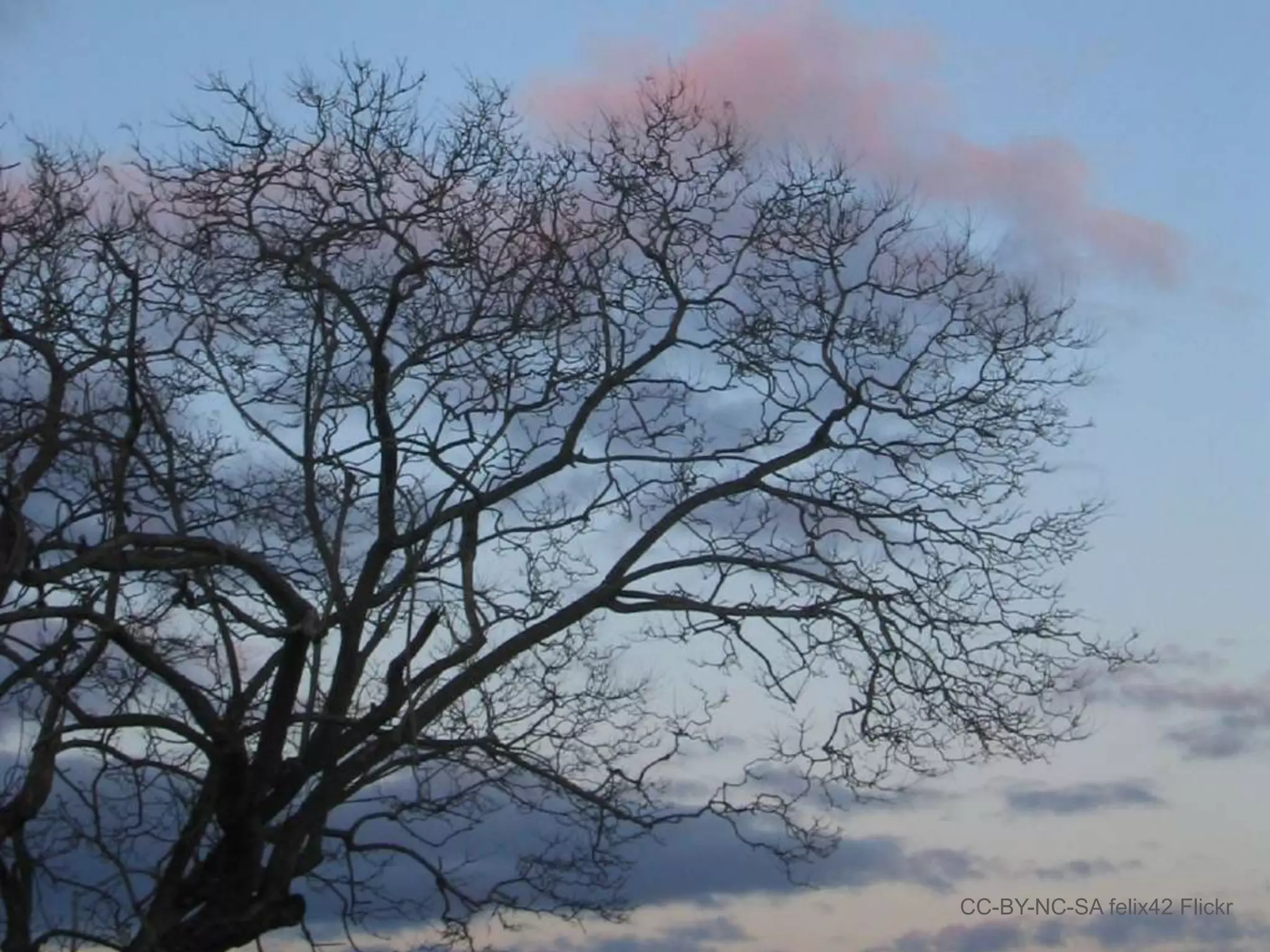 fractals…

CC-BY-NC-SA felix42 Flickr

 