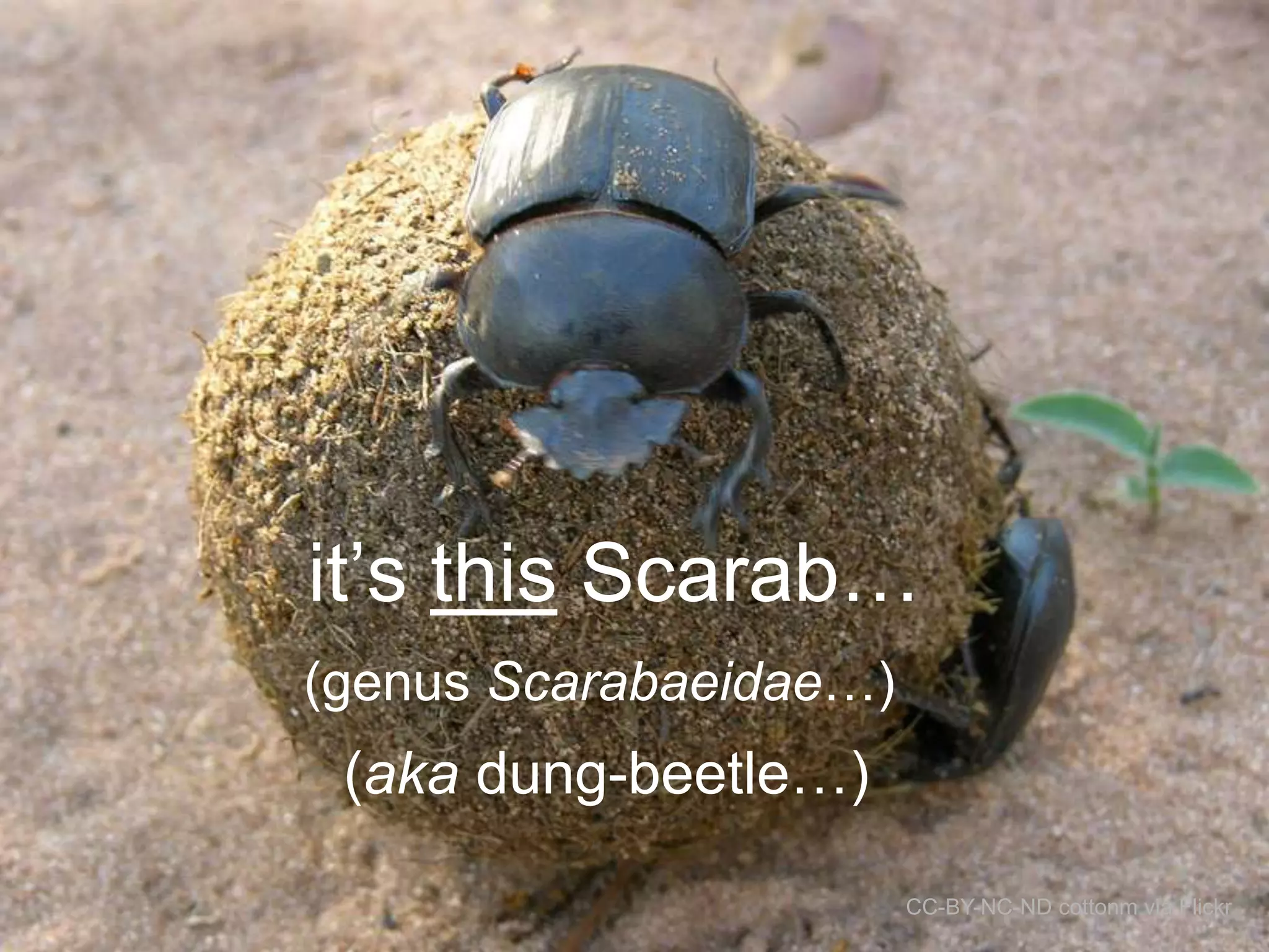 it‟s this Scarab…
(genus Scarabaeidae…)

(aka dung-beetle…)
CC-BY-NC-ND cottonm via Flickr

 