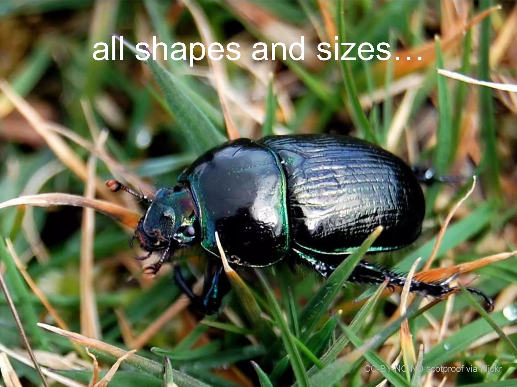 all shapes and sizes…

CC-BY-NC-ND scotproof via Flickr

 