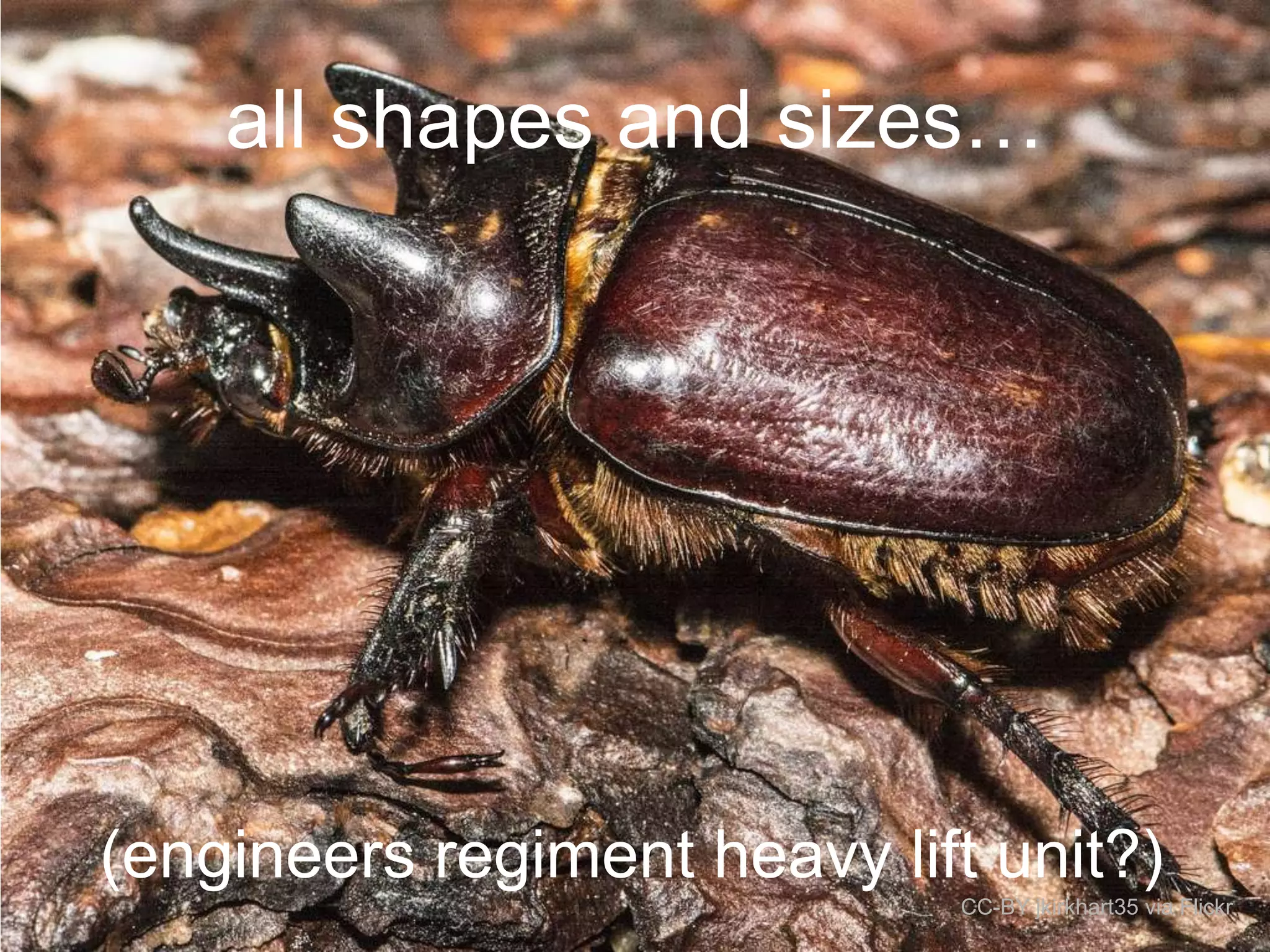 all shapes and sizes…

(engineers regiment heavy lift unit?)
CC-BY jkirkhart35 via Flickr

 