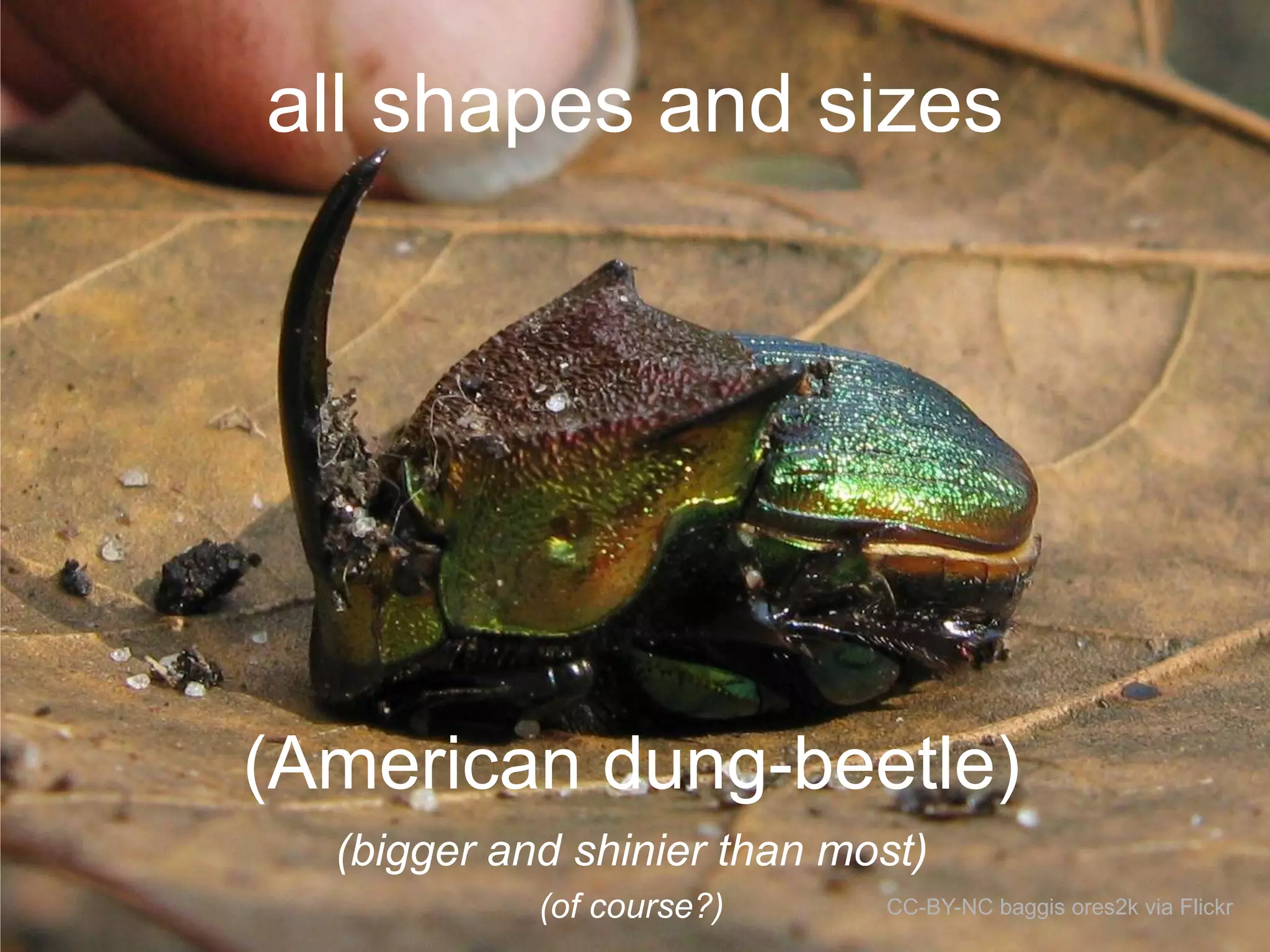 all shapes and sizes

(American dung-beetle)
(bigger and shinier than most)
(of course?)

CC-BY-NC baggis ores2k via Flickr

 