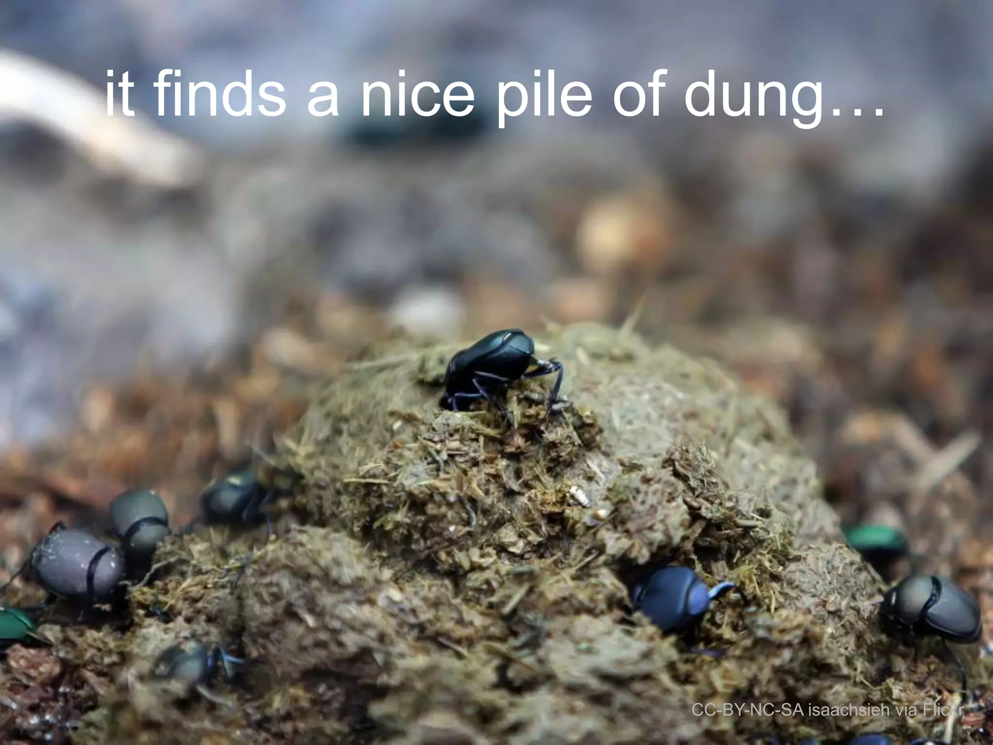 it finds a nice pile of dung…

CC-BY-NC-SA isaachsieh via Flickr

 
