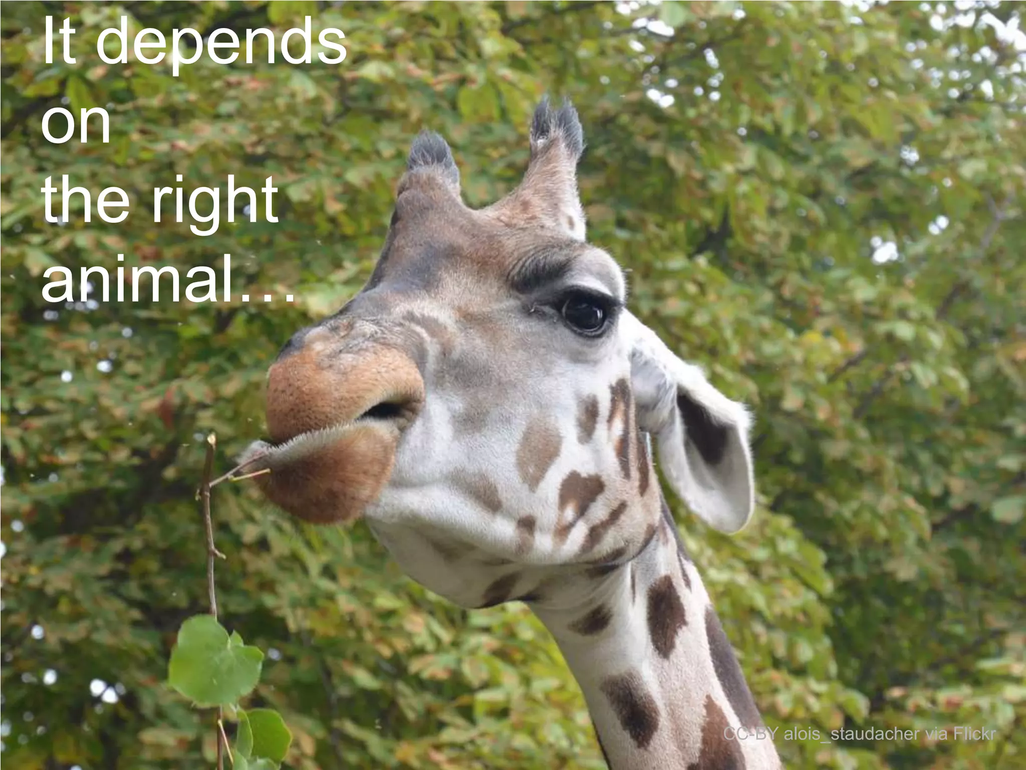 It depends
on
the right
animal…

CC-BY alois_staudacher via Flickr

 