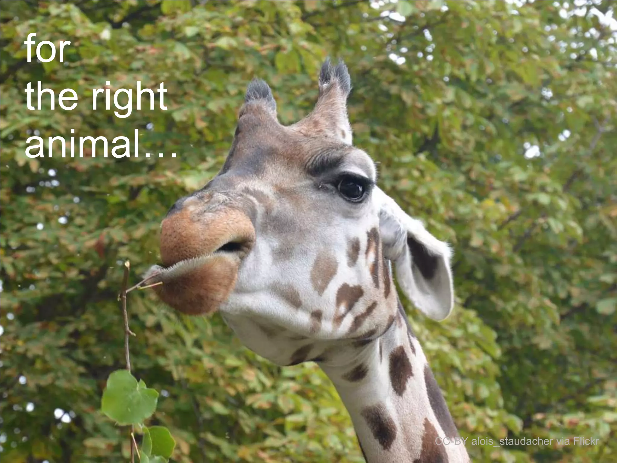 for
the right
animal…

CC-BY alois_staudacher via Flickr

 
