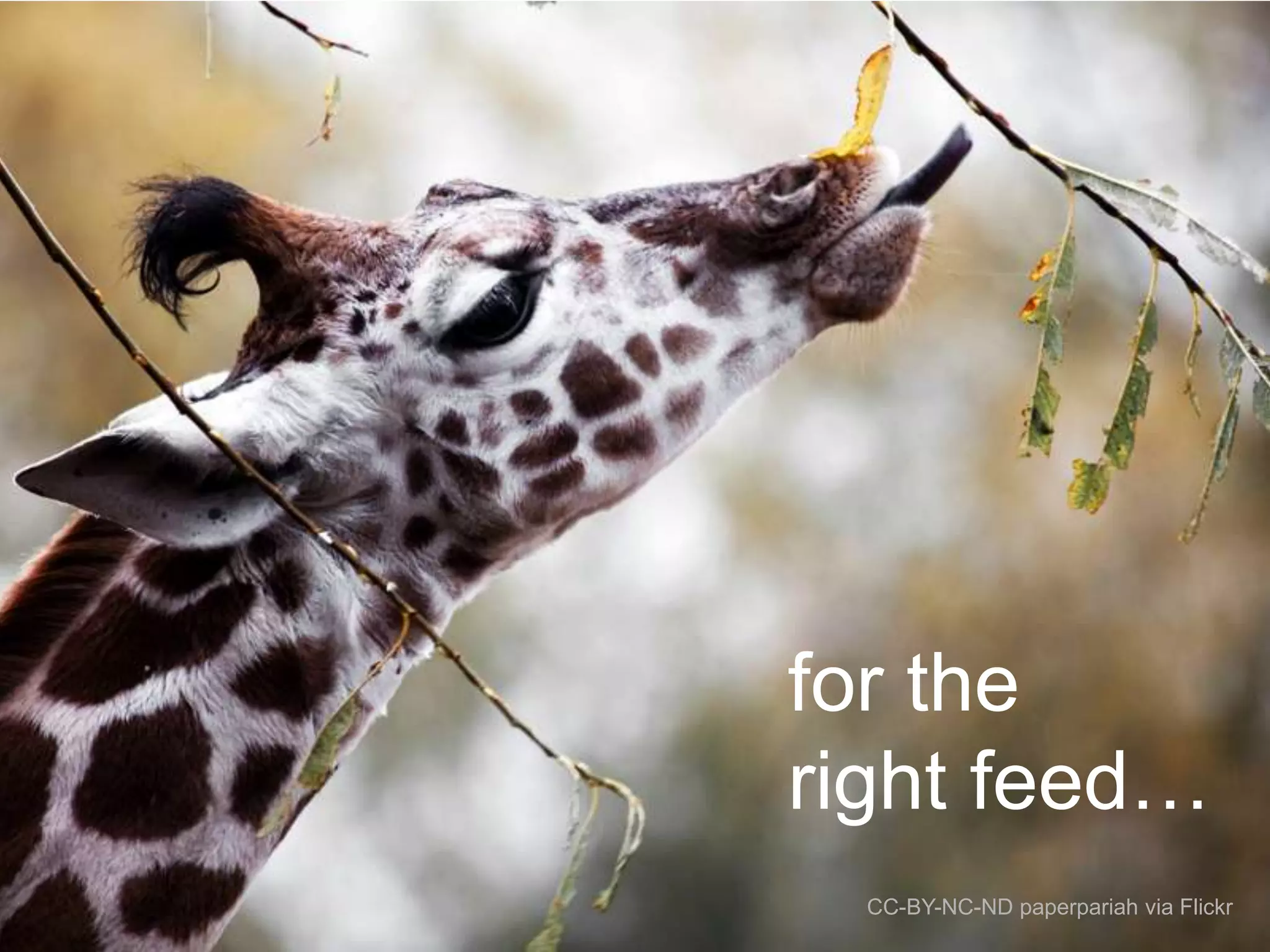 for the
right feed…
CC-BY-NC-ND paperpariah via Flickr

 