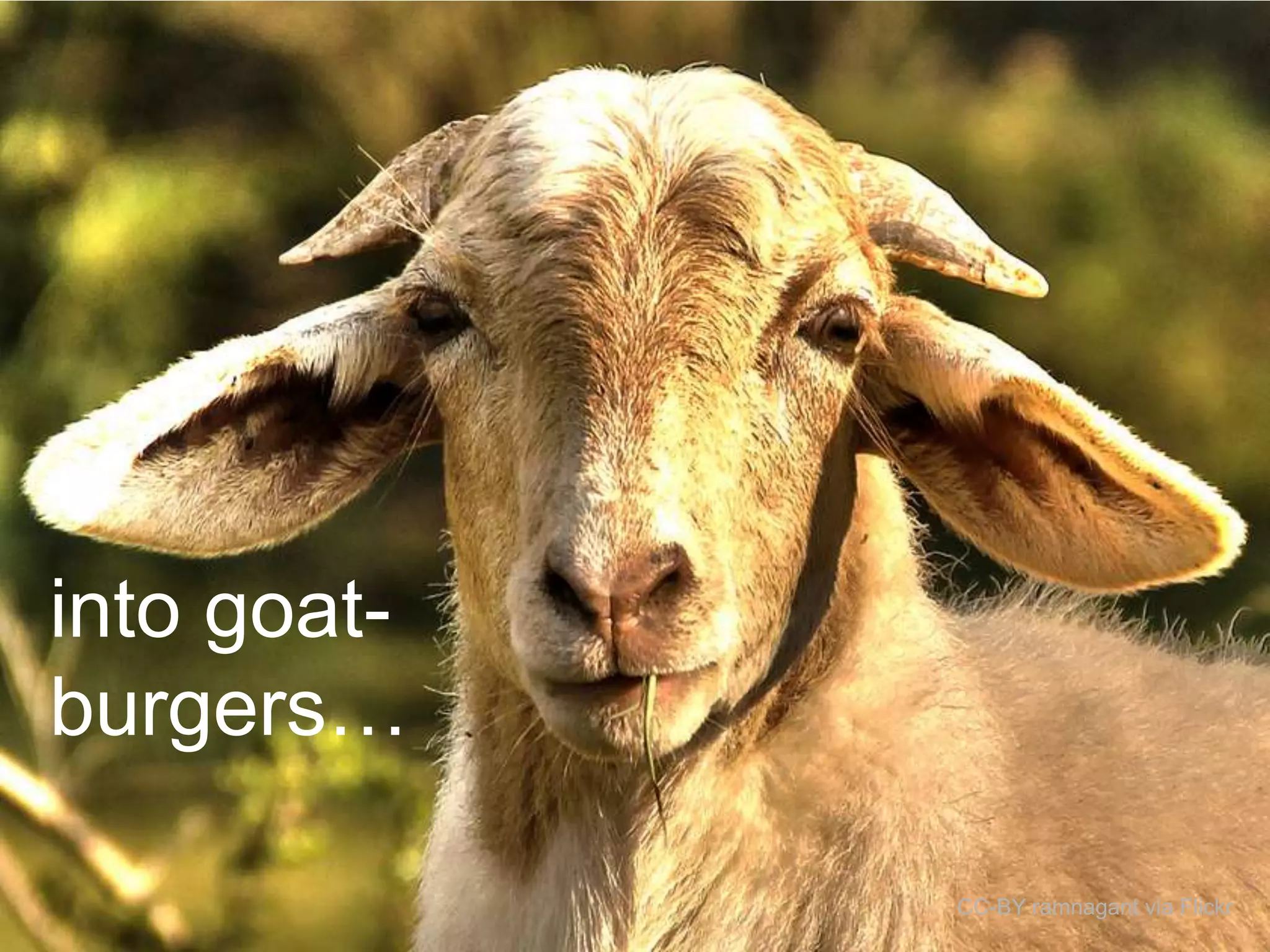 into goatburgers…
CC-BY ramnagant via Flickr

 