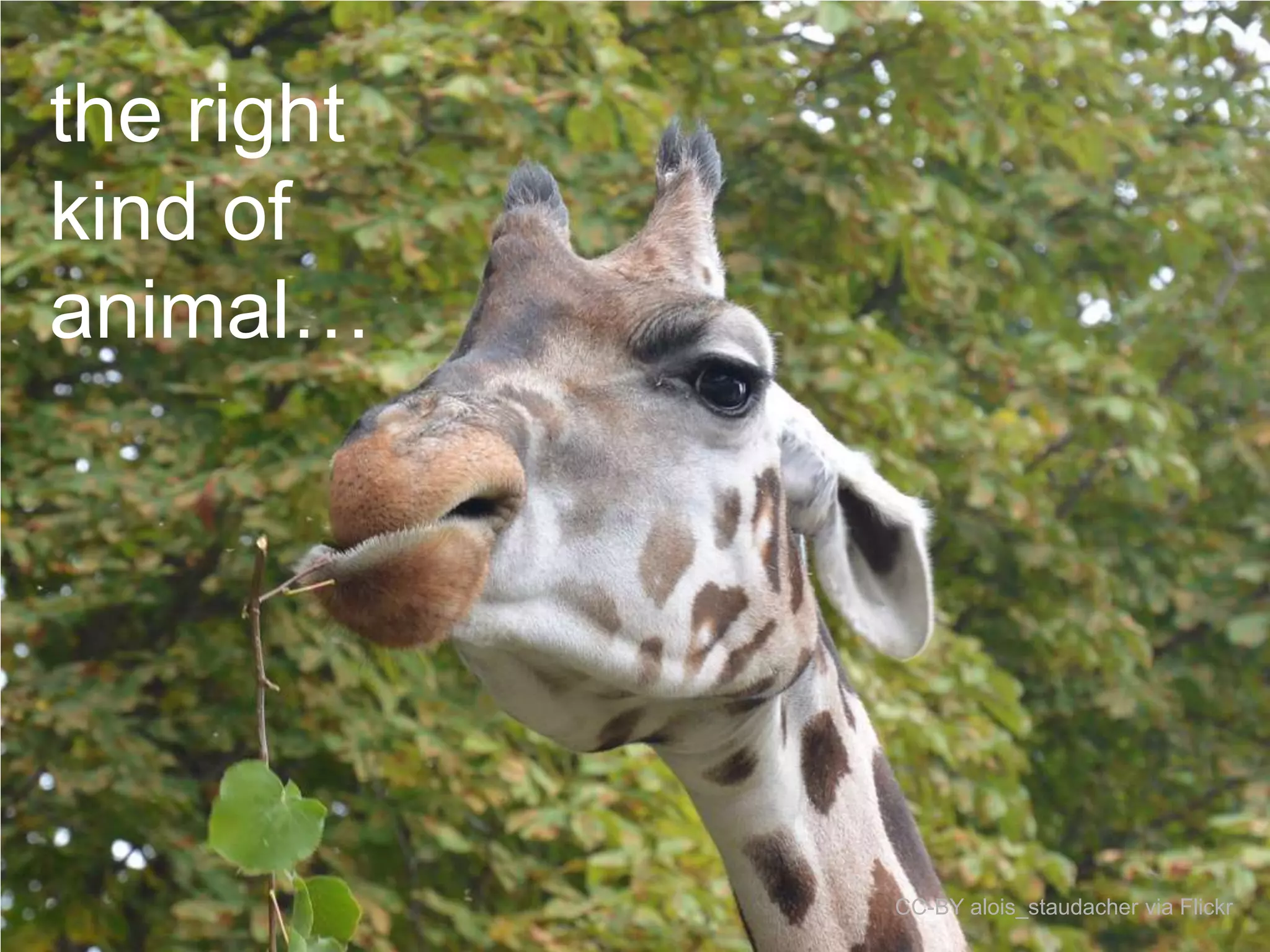 the right
kind of
animal…

CC-BY alois_staudacher via Flickr

 