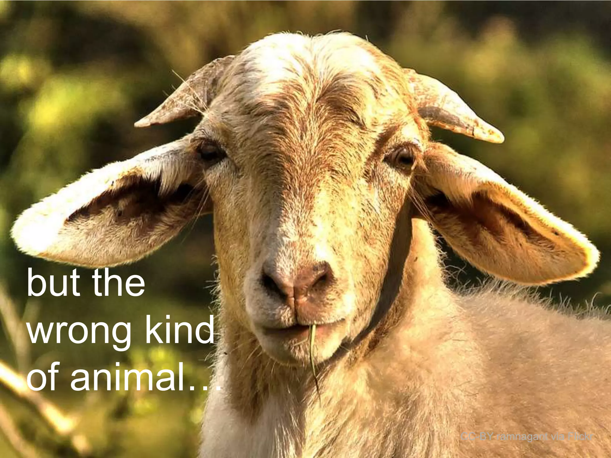 but the
wrong kind
of animal…
CC-BY ramnagant via Flickr

 
