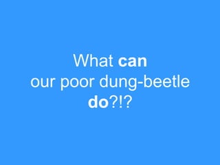 What can
our poor dung-beetle
do?!?

 