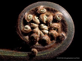 fern

CC-BY-NC-SA gjshepherd via Flickr

 