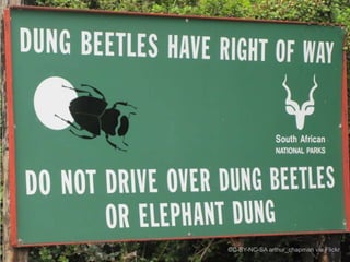 dung-beetles have right of way…

CC-BY-NC-SA arthur_chapman via Flickr

 