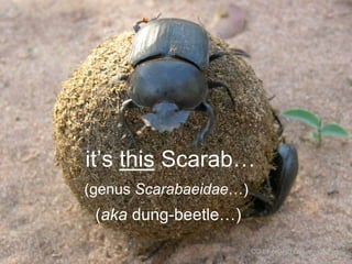 it‟s this Scarab…
(genus Scarabaeidae…)

(aka dung-beetle…)
CC-BY-NC-ND cottonm via Flickr

 