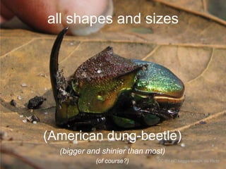 all shapes and sizes

(American dung-beetle)
(bigger and shinier than most)
(of course?)

CC-BY-NC baggis ores2k via Flickr

 