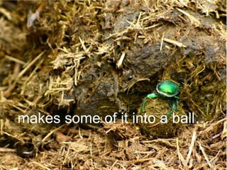 makes some of it into a ball…
CC-BY-NC-ND lowfatbrains via Flickr

 