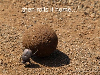 then rolls it home…

CC-BY-NC-ND wisse via Flickr

 