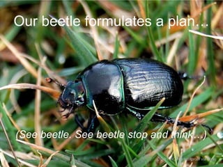 Our beetle formulates a plan…

(See beetle. See beetle stop and think…)
CC-BY-NC-ND scotproof via Flickr

 