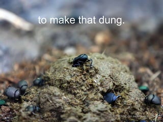 to make that dung.

CC-BY-NC-SA isaachsieh via Flickr

 