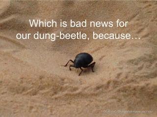 Which is bad news for
our dung-beetle, because…

CC-BY-NC-SA marshall-mayer via Flickr

 