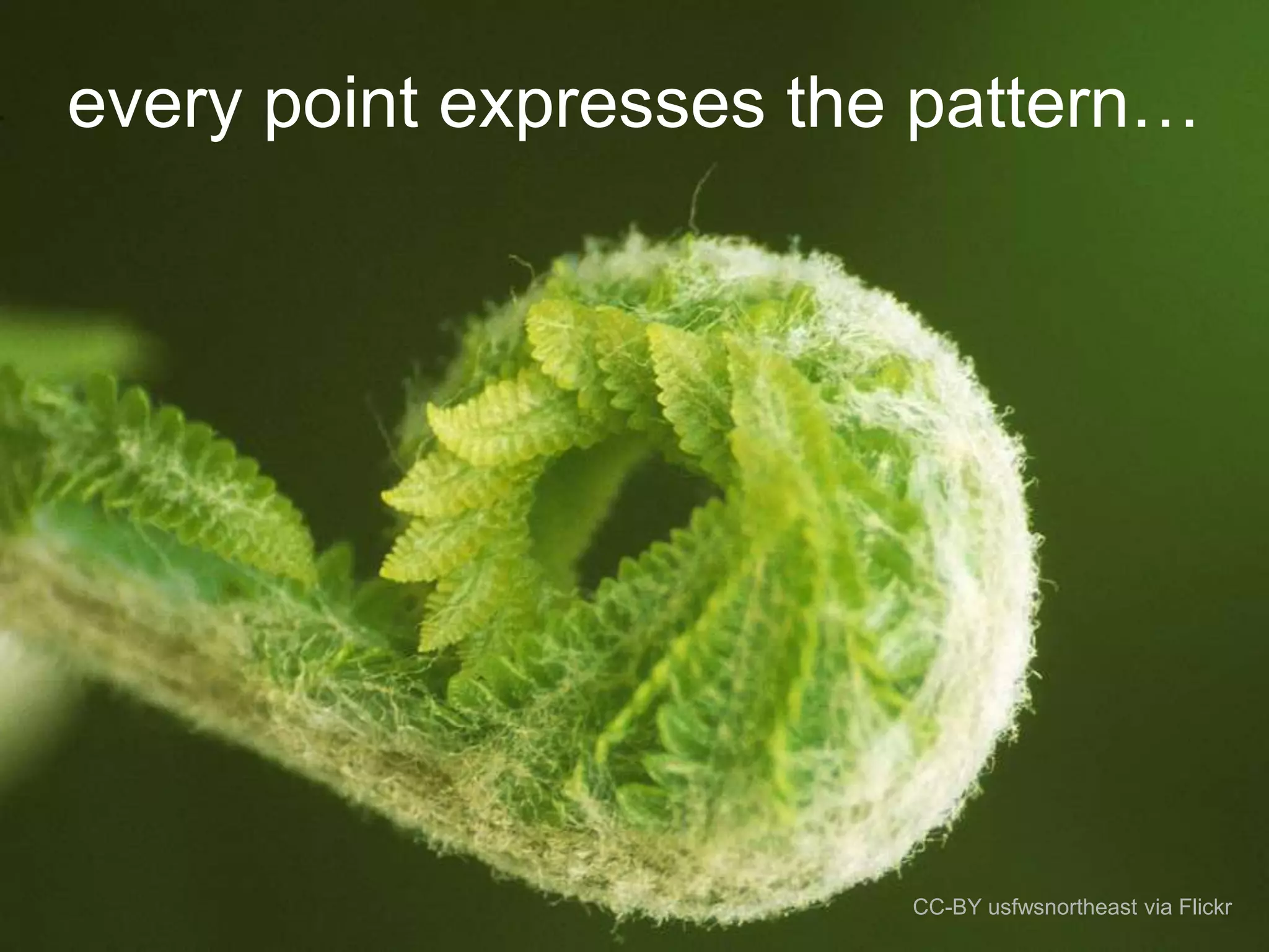 every point expresses the pattern…
CC-BY usfwsnortheast via Flickr
 