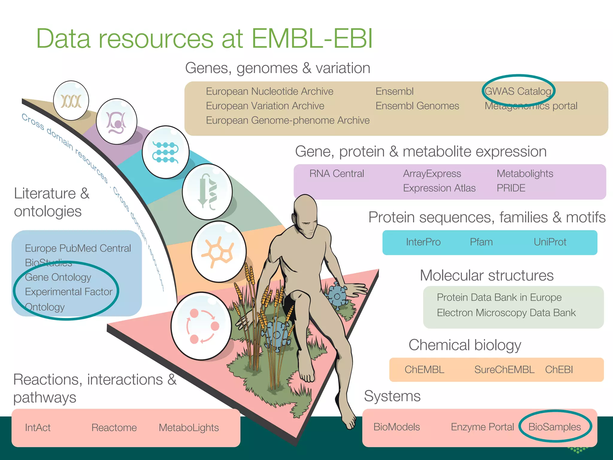 Cross dom
ain
resources
.
C
ro
ss
d
o
m
a
in
re
s
o
u
rc
e
s
d
g
P
b
s
y
Data resources at EMBL-EBI
Genes, genomes & variation
RNA Central ArrayExpress
Expression Atlas
Metabolights
PRIDE
InterPro Pfam UniProt
ChEMBL SureChEMBL ChEBI
Molecular structures
Protein Data Bank in Europe
Electron Microscopy Data Bank
European Nucleotide Archive
European Variation Archive
European Genome-phenome Archive
Gene, protein & metabolite expression
Protein sequences, families & motifs
Chemical biology
Reactions, interactions &
pathways
IntAct Reactome MetaboLights
Systems
BioModels Enzyme Portal BioSamples
Ensembl
Ensembl Genomes
GWAS Catalog
Metagenomics portal
Europe PubMed Central
BioStudies
Gene Ontology
Experimental Factor
Ontology
Literature &
ontologies
 