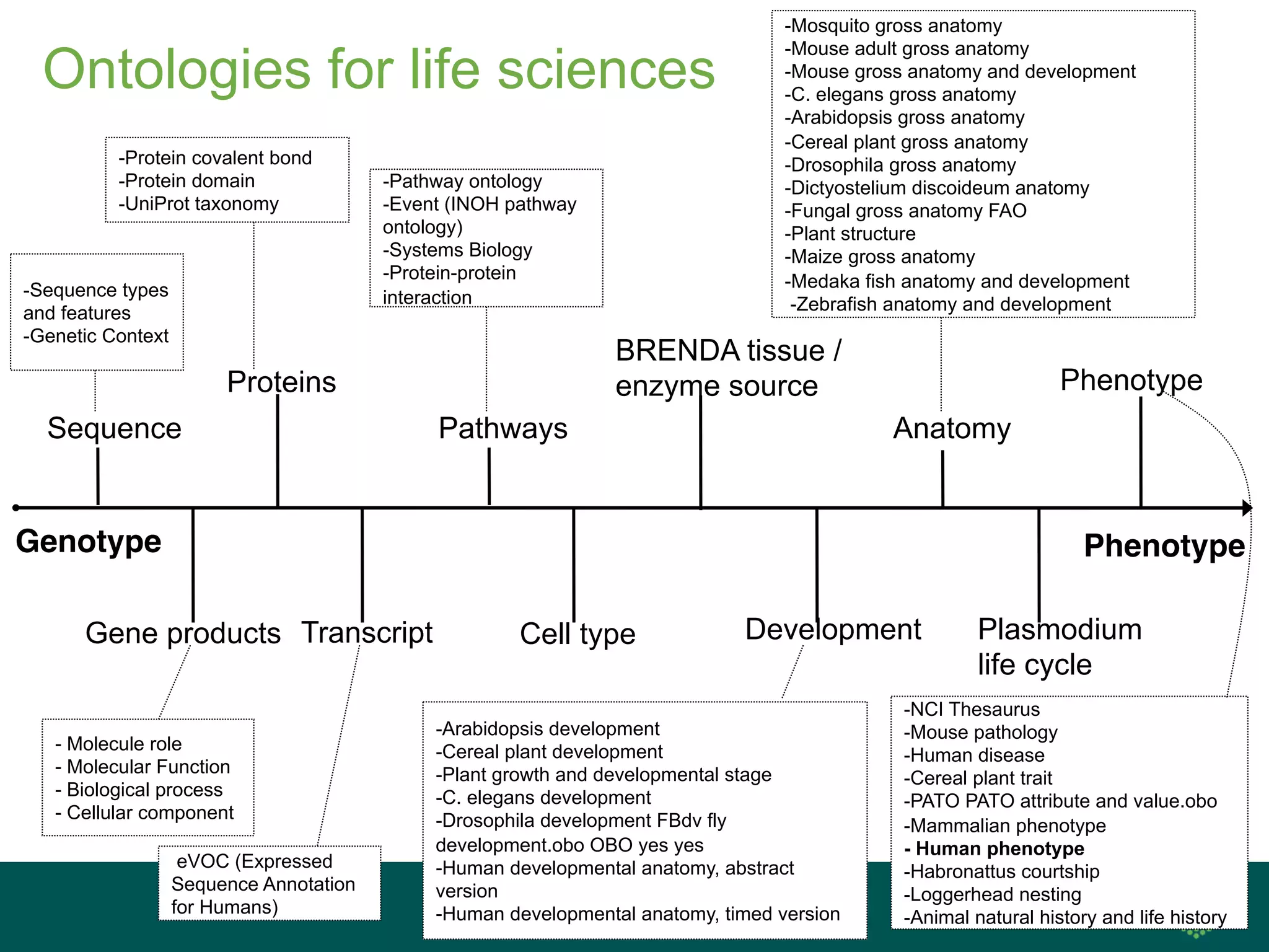 32
Genotype Phenotype
Sequence
Proteins
Gene products Transcript
Pathways
Cell type
BRENDA tissue /
enzyme source
Development
Anatomy
Phenotype
Plasmodium
life cycle
- Sequence types
and features
- Genetic Context
- Molecule role
- Molecular Function
- Biological process
- Cellular component
- Protein covalent bond
- Protein domain
- UniProt taxonomy
-Pathway ontology
-Event (INOH pathway
ontology)
-Systems Biology
-Protein-protein
interaction
-Arabidopsis development
-Cereal plant development
-Plant growth and developmental stage
-C. elegans development
-Drosophila development FBdv fly
development.obo OBO yes yes
-Human developmental anatomy, abstract
version
-Human developmental anatomy, timed version
-Mosquito gross anatomy
-Mouse adult gross anatomy
-Mouse gross anatomy and development
-C. elegans gross anatomy
-Arabidopsis gross anatomy
-Cereal plant gross anatomy
-Drosophila gross anatomy
-Dictyostelium discoideum anatomy
-Fungal gross anatomy FAO
-Plant structure
-Maize gross anatomy
-Medaka fish anatomy and development
-Zebrafish anatomy and development
-NCI Thesaurus
-Mouse pathology
-Human disease
-Cereal plant trait
-PATO PATO attribute and value.obo
-Mammalian phenotype
- Human phenotype
-Habronattus courtship
-Loggerhead nesting
-Animal natural history and life history
eVOC (Expressed
Sequence Annotation
for Humans)
Ontologies for life sciences
 