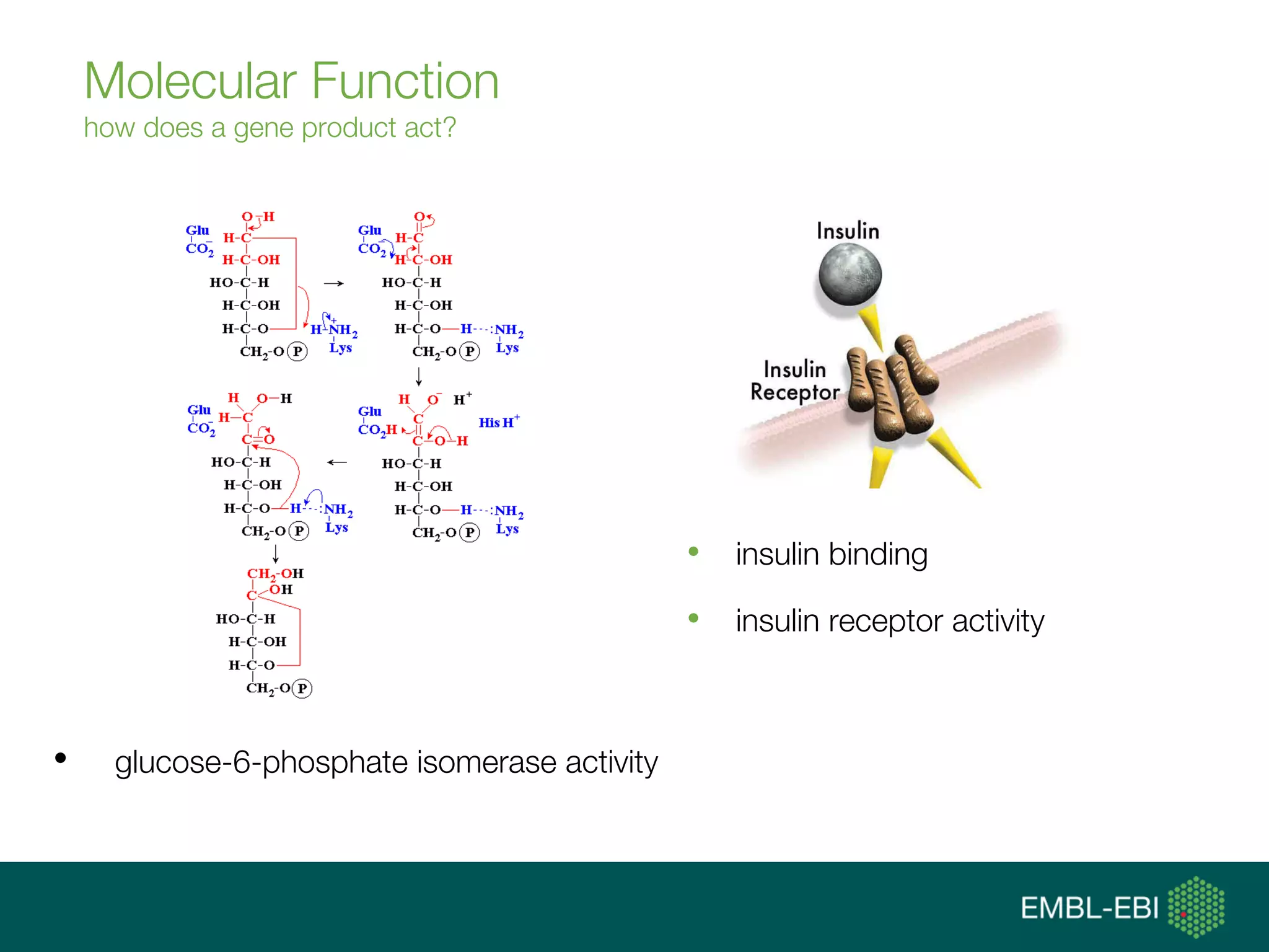 Molecular Function
how does a gene product act?
•  insulin binding
•  insulin receptor activity
•  glucose-6-phosphate isomerase activity
 
