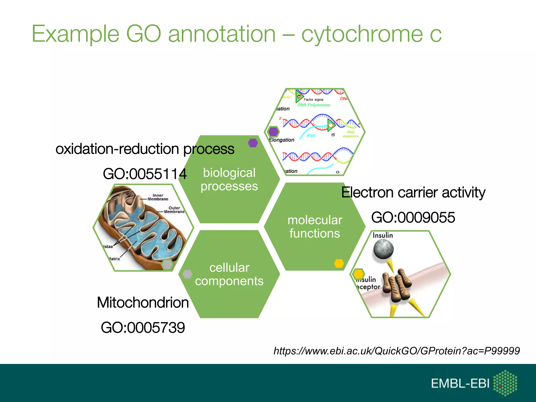 Example GO annotation – cytochrome c
cellular
components
molecular
functions
biological
processes
Electron carrier activity
GO:0009055
oxidation-reduction process
GO:0055114
Mitochondrion
GO:0005739
https://www.ebi.ac.uk/QuickGO/GProtein?ac=P99999
 